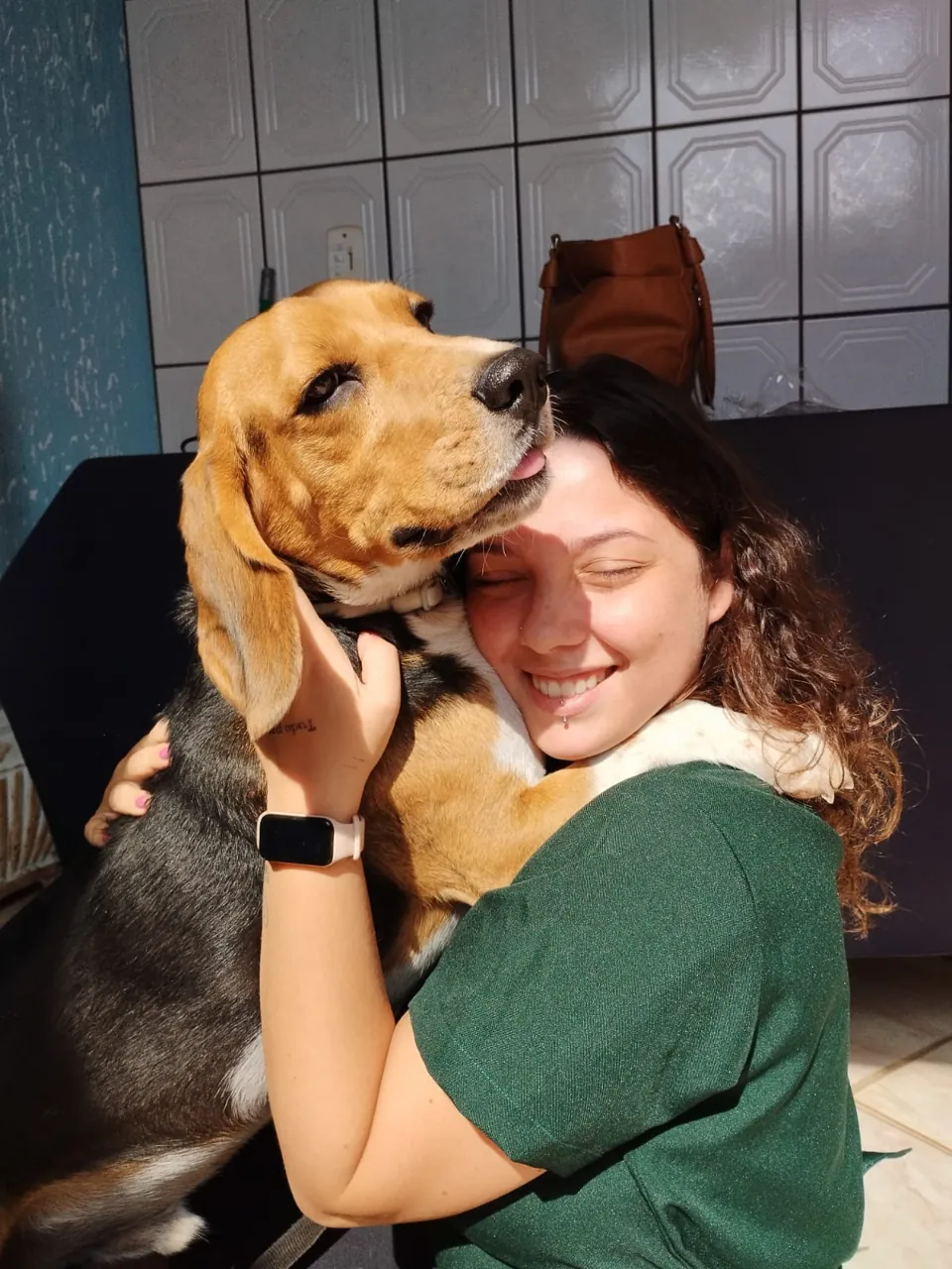 Beagle recebendo carinho