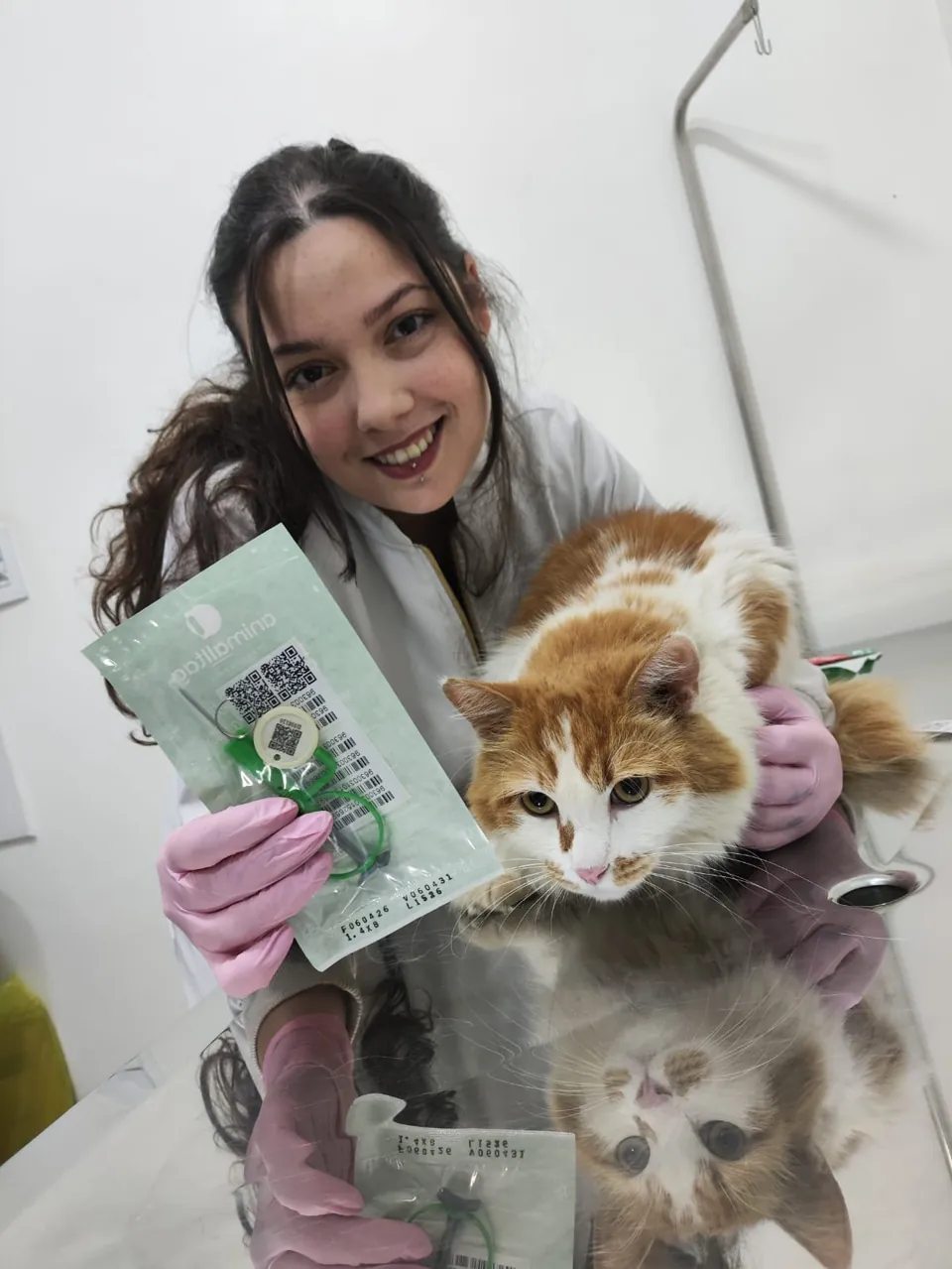 Dra. Vanessa atendendo um gato no consultório